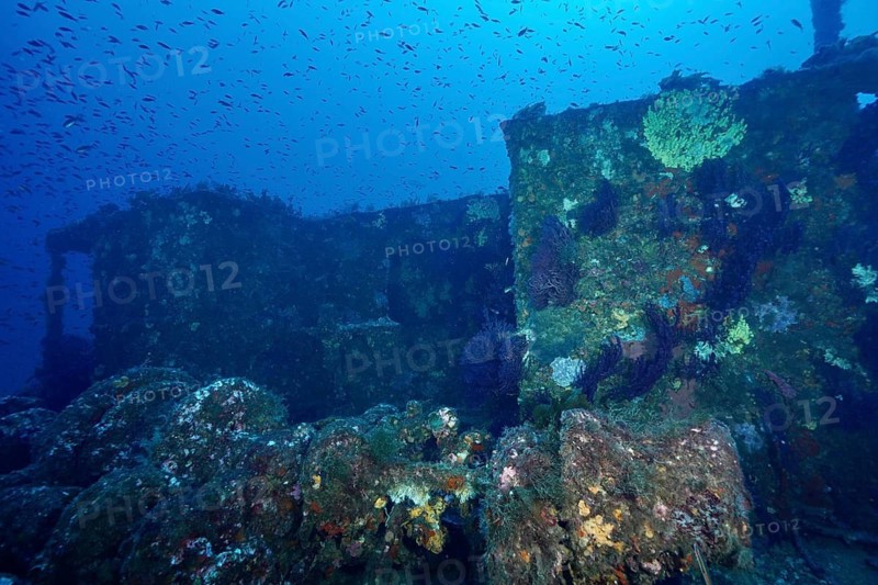Large shipwreck with corals and schools of fish, Le Grec wreck dive site, Giens Peninsula, Provence Alpes Côte d'Azur, France