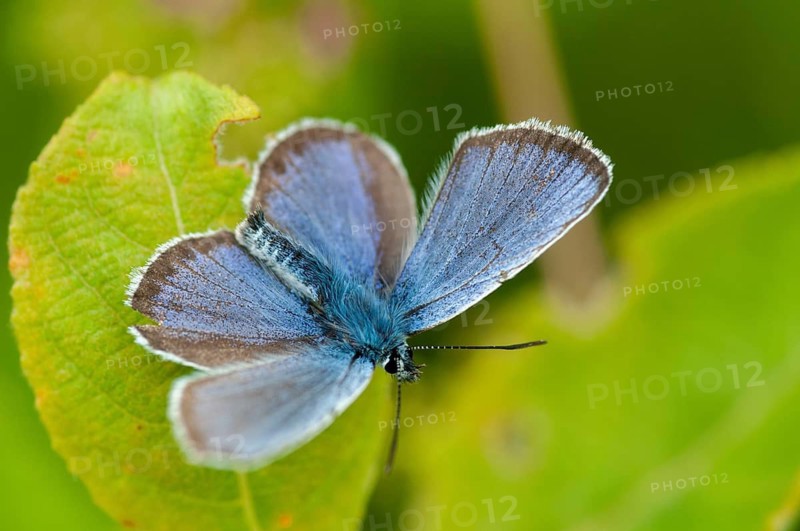 Argus blue, plebeius argus, silver-studded blue, butterfly, insects, butterfly, butterflies