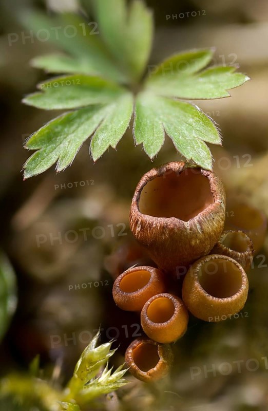 Anemone cup, mug, dumontinia tuberosa, common anemone cup, sclerotinia tuberosa, sclerotic cup, fungi, fungus, high size, vertical format, mushrooms