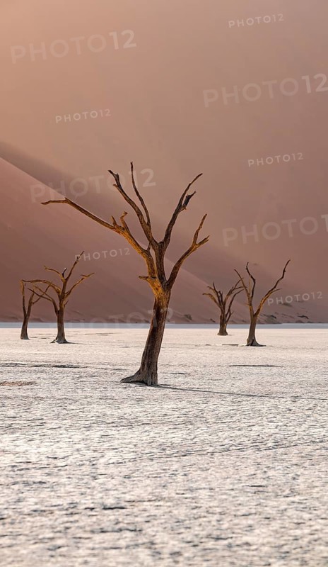 Red sand dunes and white salt pan with dead trees, Dead Vlei, Namib Desert, Namib Naukluft Park, Namibia