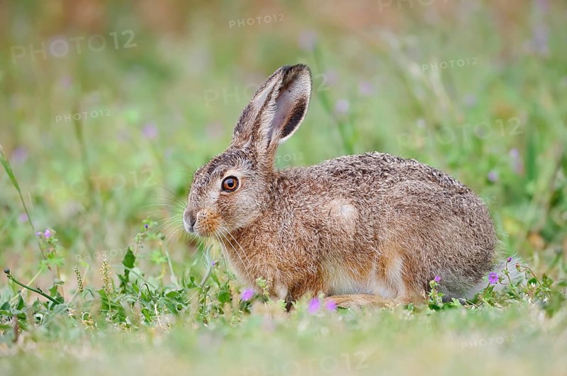 European hare (Lepus europaeus), North Rhine-Westphalia, Germany
