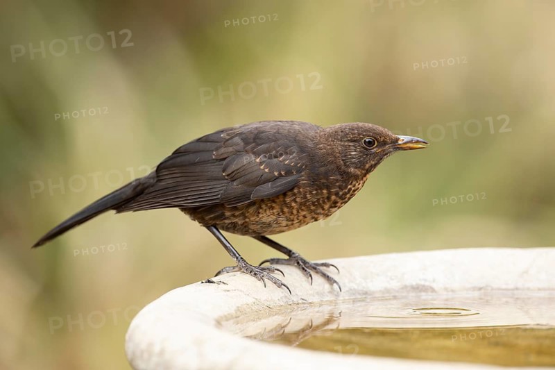 Eurasian blackbird (Turdus merula) adult garden bird drinking from a water bird bath, England, United Kingdom
