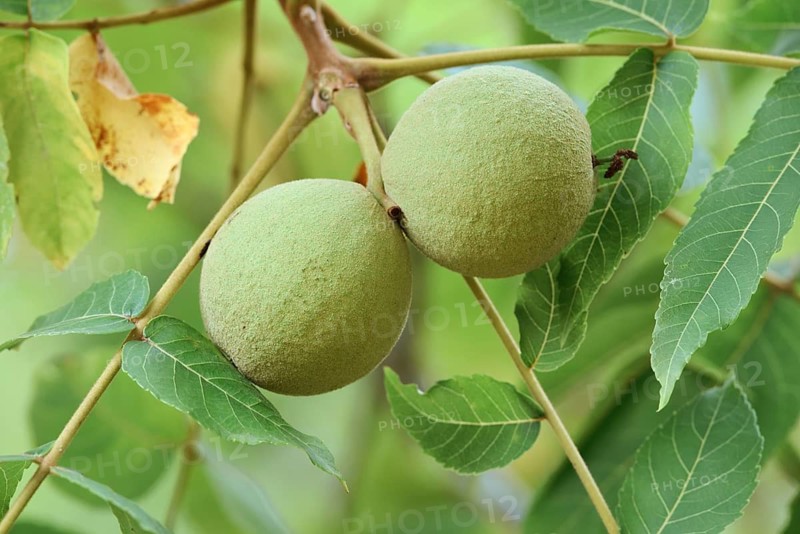 Black walnut tree (Juglans nigra), fruit on the tree, Haut-Rhin, Alsace, Grand Est, France