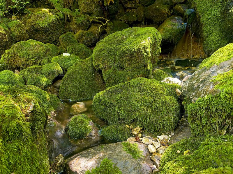 Mossy rocks, Soca, Triglav National Park, Slovenia
