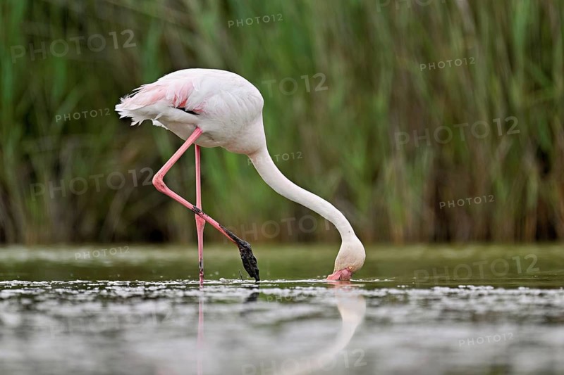 A greater flamingo (Phoenicopterus roseus), standing in the water whilst foraging, Camargue Regional Nature Park, southern France