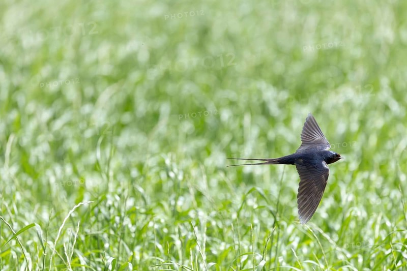 A bird in flight over a vast green field with its wings outstretched, a barn swallow (Hirundo rustica) in flight over a green meadow, Mecklenburg-Western Pomerania, Rügen, Germany