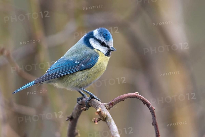 Blue tit, parus caeruleus, birds, tits, passeri, songbirds, songbirds, tits, birds