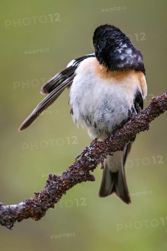 Mountain finch, brambling, Finland, fringilla montifringilla, birds, plumage care, high size, portrait, male, passeri, preening, songbirds, birds