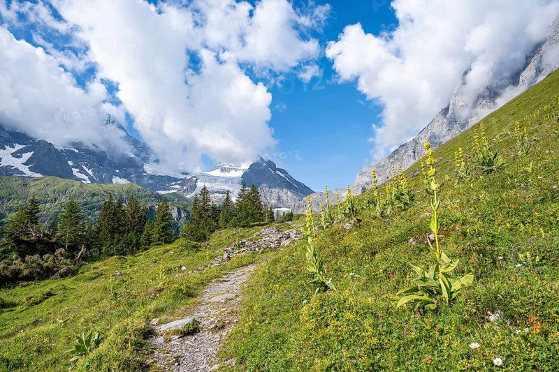 Hiking trail between Great yellow gentian (Gentiana lutea) in front of picturesque mountain landscape with mountain peak Tschingelhorn, Bernese Alps, Bernese Oberland, Switzerland