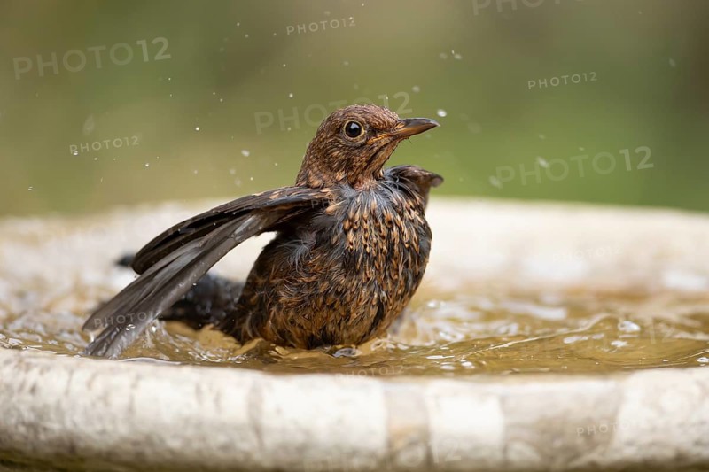 Eurasian blackbird (Turdus merula) adult garden bird bathing in a water bird bath, England, United Kingdom