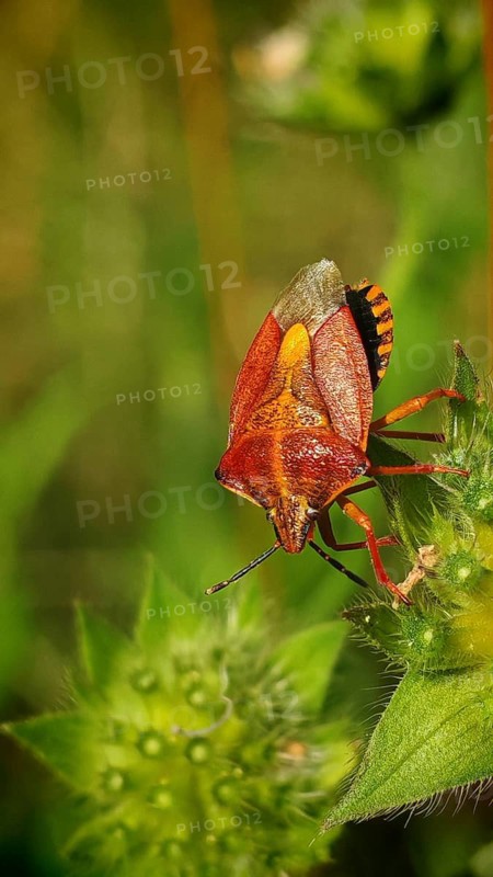 Close-up: a purple fruit bug (Carpocoris purpureipennis) perched on a plant, surrounded by green vegetation, with a bokeh background, Frankenwald nature park Park, Upper Franconia