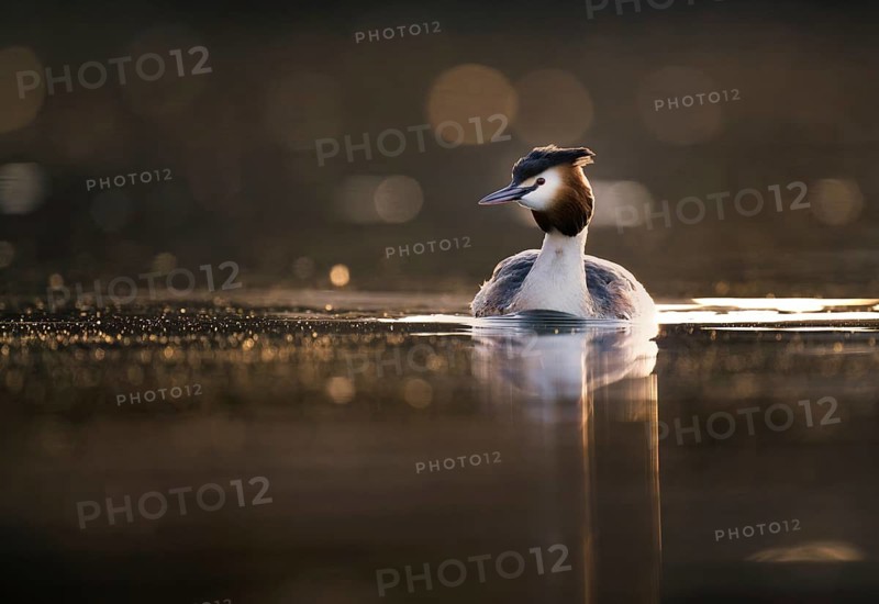 Great Crested Grebe (Podiceps cristatus) in the evening light, Zurich, Switzerland