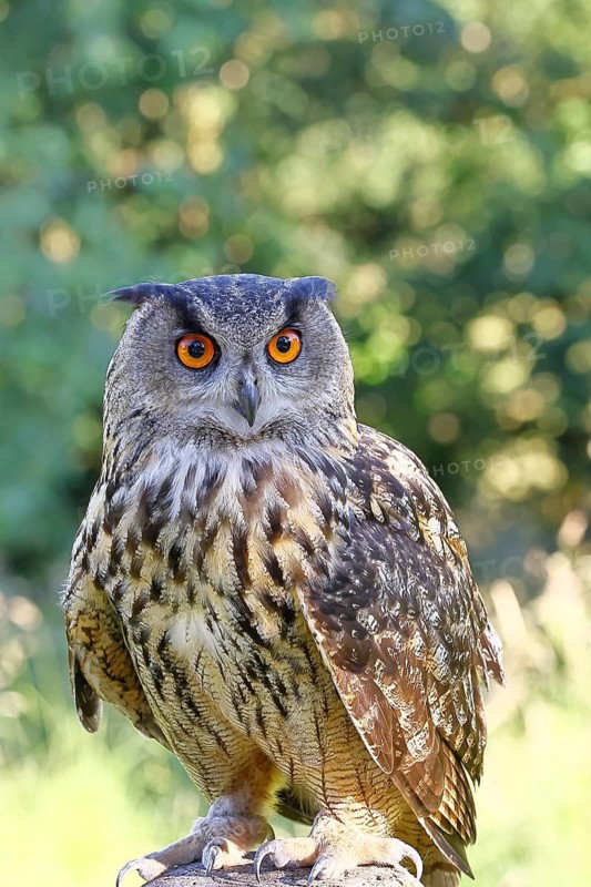 European eagle owl (Bubo bubo), perched on a post, Rhineland-Palatinate, Germany