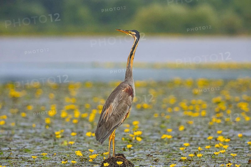 Purple heron (Ardea purpurea) amidst flowering water lilies Hungary