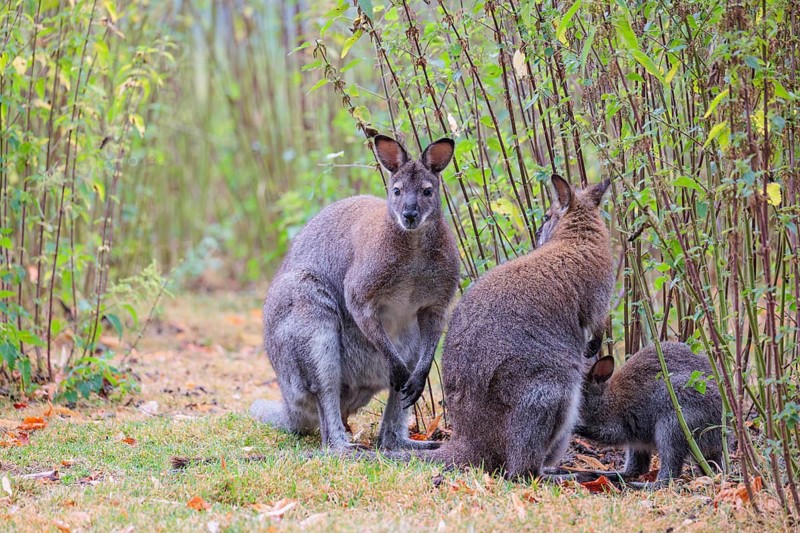 A family of red-necked wallaby (Macropus rufogriseus) sits on a cloudy day amidst tall, dense clumps of stinging nettles, eating the leaves. Eastern Australia, Tasmania, islands of Bass Strait