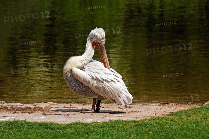 Cleaning curly head pelican, Pelecanus crispus, am Ufer, Tierpark Nürnberg, Am Tiergarten 30, Nuremberg, Middle Franconia, Bavaria, Germany