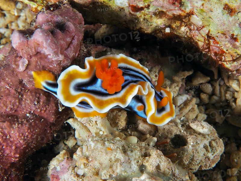 Colourful Chromodoris slug with wavy edges and bright colours, the magnificent star nudibranch (Chromodoris magnifica), SD dive site, Nusa Ceningan, Nusa Penida, Bali, Indonesia