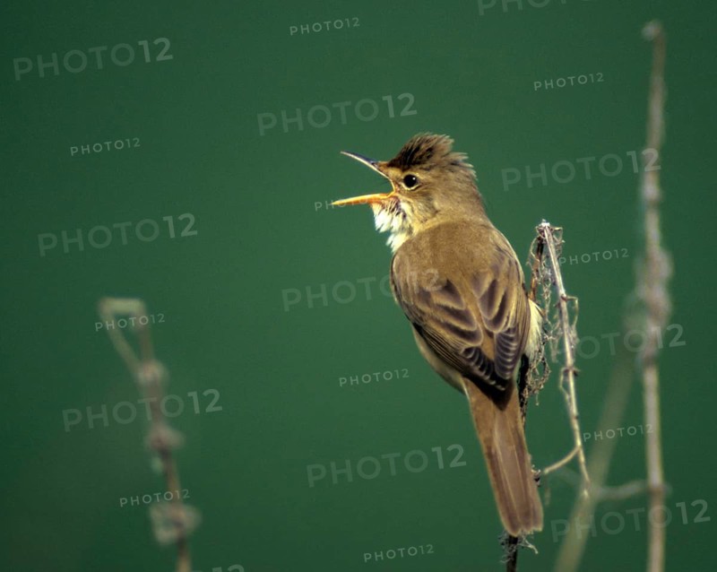 Acrocephalus palustris, marsh warbler, birds, song, leo, male, passeri, singing, songbirds, birds, warbler