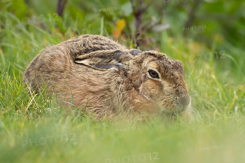 European brown hare (Lepus europaeus) adult animal resting in grassland, England, United Kingdom