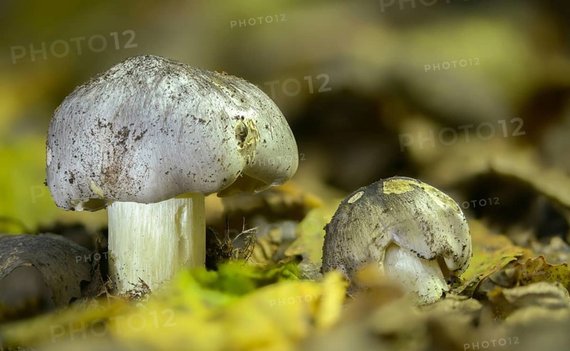 Knight, Sooty Head, Snow Knight, Black-Fibered Knight, Tricholoma Portentosum, Charbonnier, Fungi, Fungus, Mushrooms, Sooty Head