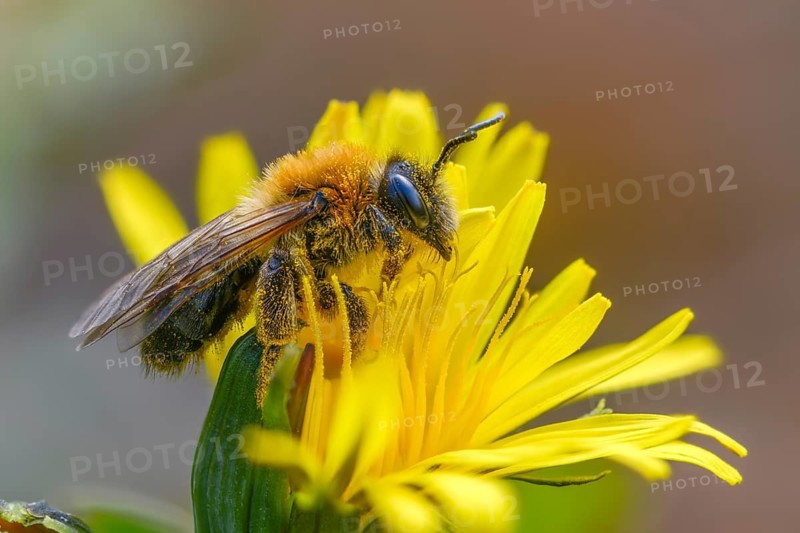 Andrena bicolor, Andrena Gwynan, Gwynne's mining bee, hymenoptera, sand bee, bicolor sand bee, female, insects, female