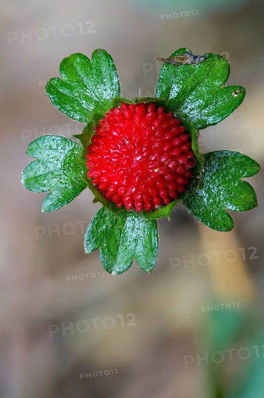 Duchesnea indica, false strawberry, Indian strawberry, Indian strawberry, Indian mock strawberry, Potentilla indica, ground strawberry cinqueflower, backyard strawberry, flora, high size, portrait mode, mock strawberry, or false strawberry, plants, plants