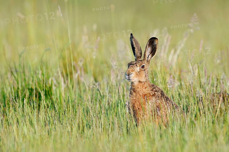 A brown hare (Lepus europaeus) sitting in a wild meadow, North Rhine-Westphalia, Germany