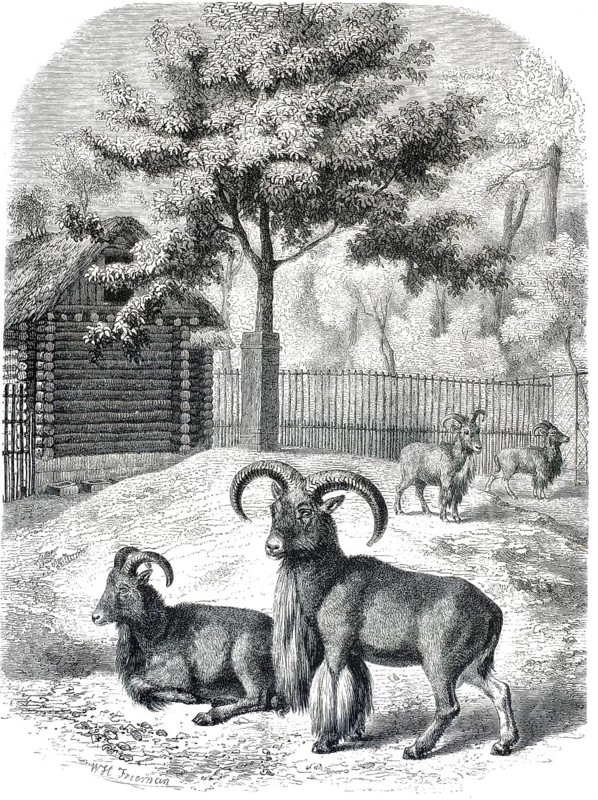 Group of maned sheep, Ammotragus lervia, historical zoo display, authentic, high-resolution reproduction from a 19th century original, exact date of depiction unknown, historical