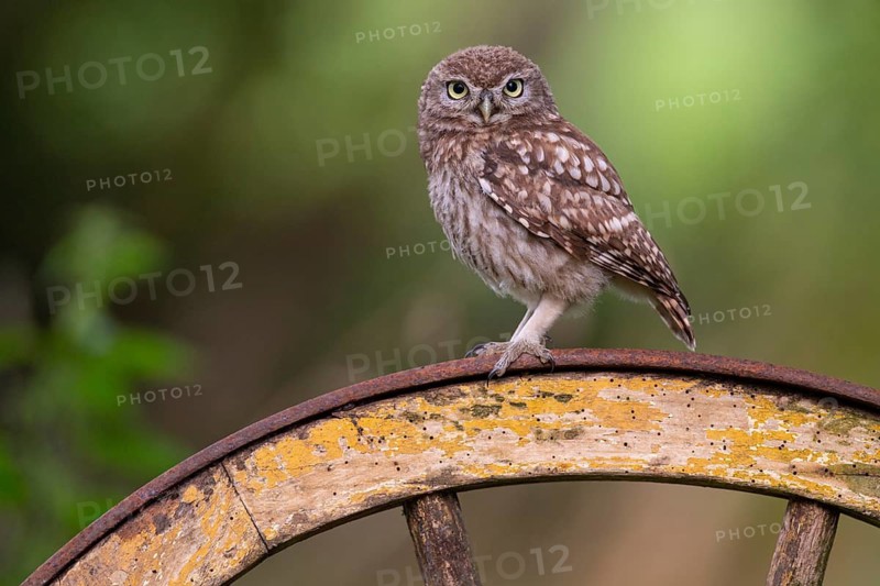 Little owl (Athene noctua), Vechta, Lower Saxony, Germany