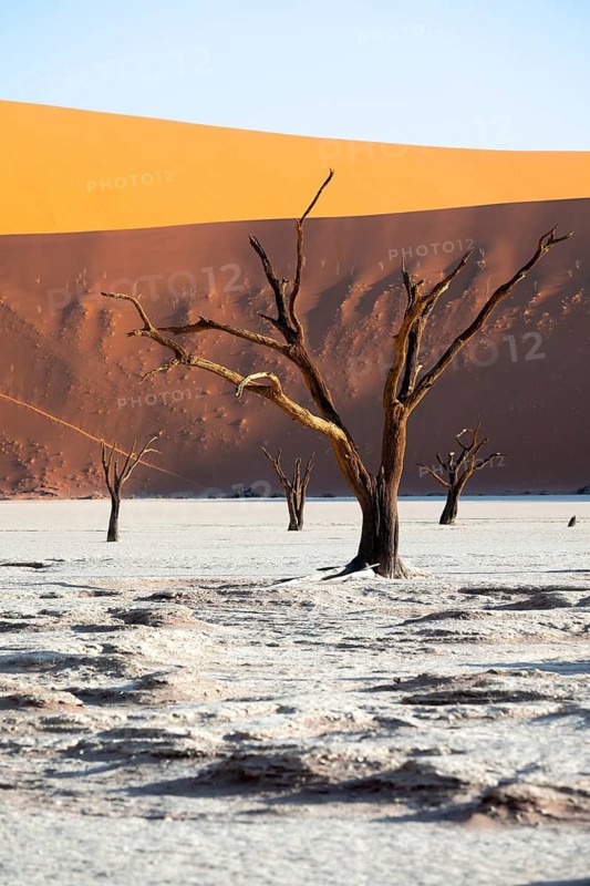 Dead trees in front of red sand dunes, atmospheric white salt pan Dead Vlei, Sossusvlei, Namib, Namib Desert, Namibia