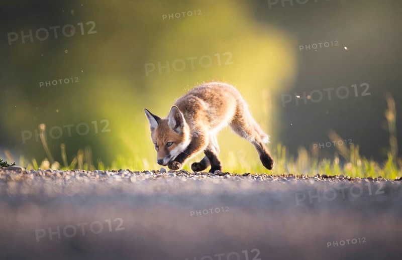 Red fox cubs (Vulpes vulpes), Zurich, Switzerland