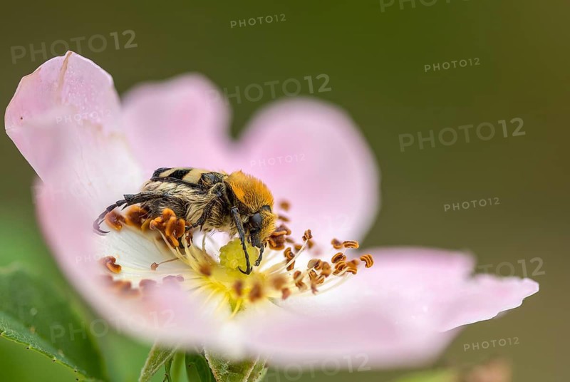 Bee beetle, leaf horn beetle, girdled brush beetle, smooth-brained brush beetle, brush beetle, scarabaeidae, trichius gallicus, beetle, coleoptera, insects, beetles