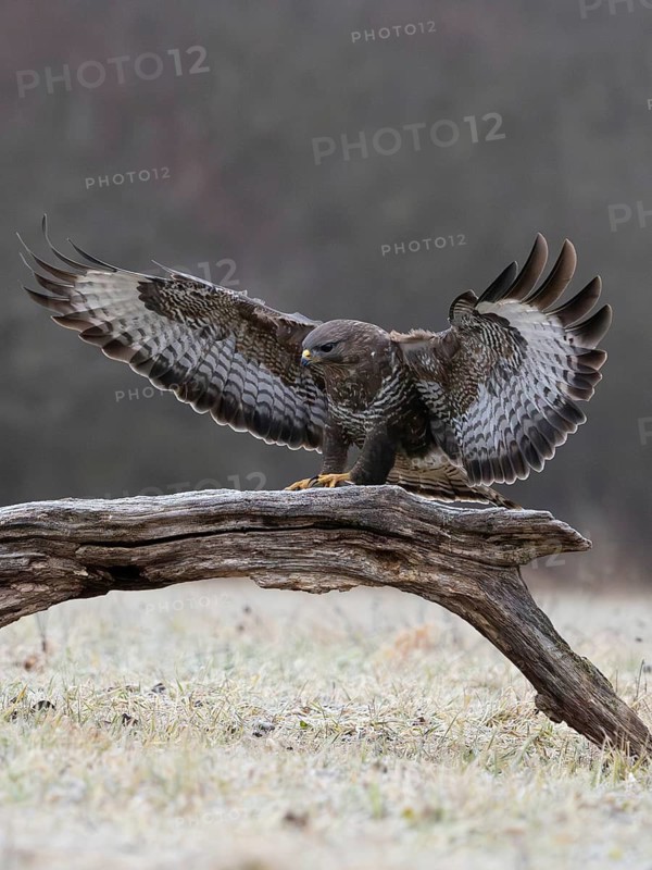 A common buzzard perches with outstretched wings on a tree stump in its natural habitat, a common buzzard (Buteo buteo) landing on a tree trunk, biosphere reserve, Swabian Alb, Baden-Württemberg, Germany