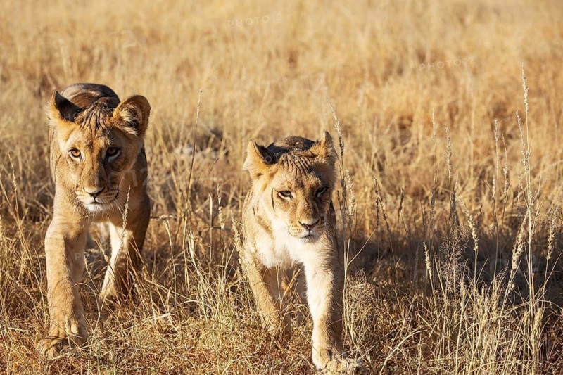 Lion (Panthera leo). Different aged cubs. Kalahari Desert, Kgalagadi Transfrontier Park, South Africa