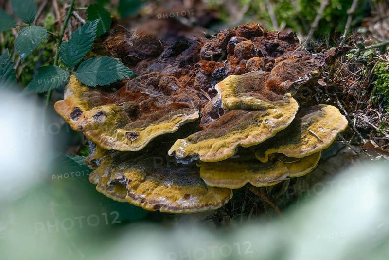 Tree sponge relatives, brown porling, spruce brown porling, fomitopsidaceae, yellow brown porling, pine brown porling, softwood brown porling, Phaeolus pigitzii, Phaeolus spadiceus, Dyer's polypore, fungi, mushrooms, velvet top fungus