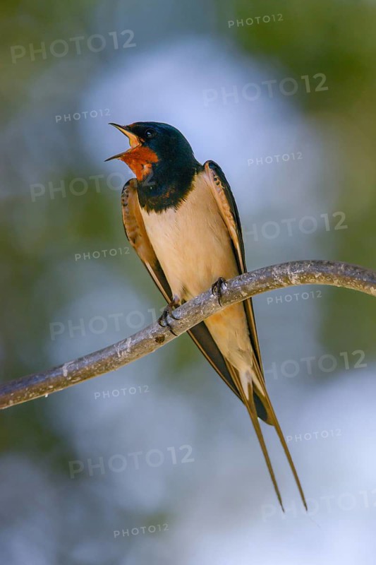 Hirundo rustica, barn swallow, birds, song, high size, portrait format, passeri, swallows, singing, songbirds, birds