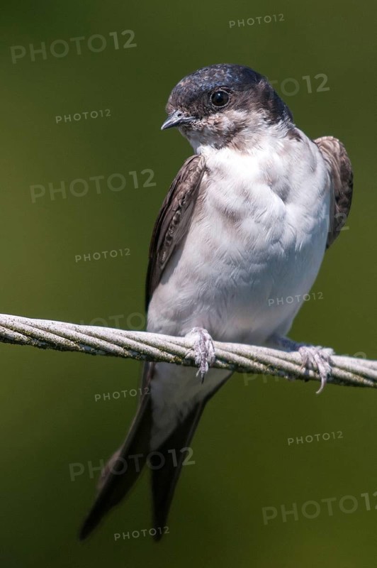 Delichon urbica, house martin, house martins, birds, growing, high size, portrait, young animal, juvenile, passeri, swallows, songbirds, birds