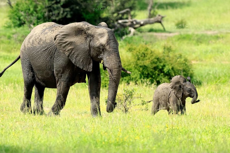 African elephant (Loxodonta africana), adult, female, calf, foraging, running, social behaviour, Kruger National Park, Kruger National Park, South Africa