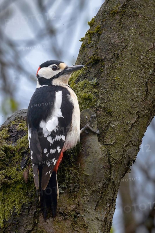 Great Spotted Woodpecker, Great Spotted Woodpecker, Birds, High Size, Portrait, Male, Piciform, Woodpecker