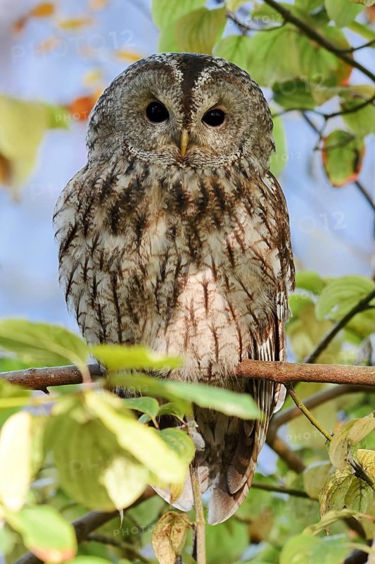 Tawny owl (Strix aluco), North Rhine-Westphalia, Germany