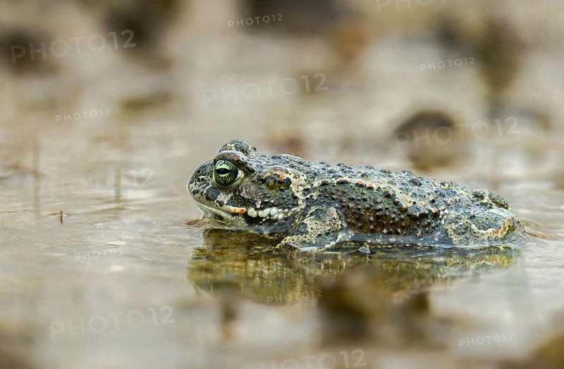 Brandenburg, Bufo Calamita, Germany, Epidalea Calamita, Toad, Nabu, Nabu Project, National Natural Heritage, Natterjack Toad, natural paradise Grünhaus, amphibians, amphibians, post-mining landscape, green house, amphibians