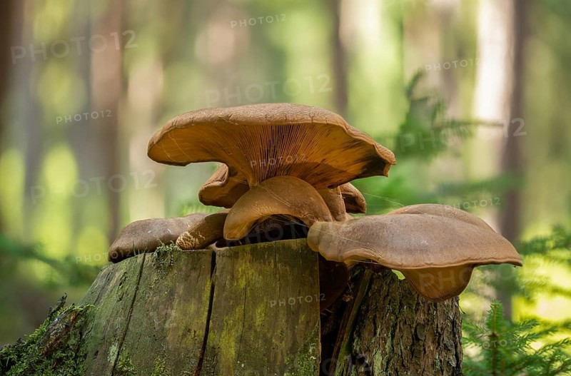 Oyster mushroom, oyster mushroom, pleurotus ostreatus, fungi, oyster fungus, oyster mushroom, mushrooms, excess