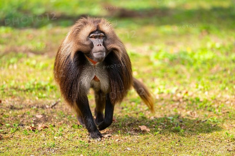 Gelada (Theropithecus gelada) male walking over a meadow, captive, distribution africa