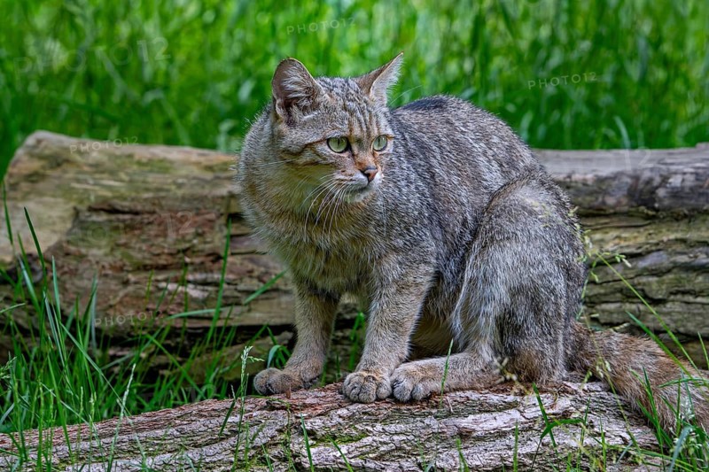 Hunting European wildcat, wild cat (Felis silvestris silvestris) looking for prey from fallen tree trunk in grassland, meadow