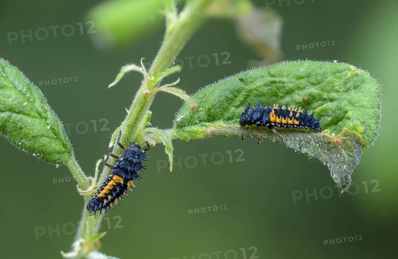 Asian ladybeetle, Asian ladybug, coccinellidae, coccinellinae, harlequin ladybug, harmonia axyridis, ladybug, beetle, coleoptera, harlequin, insects, beetle, larva, multicolored Asian