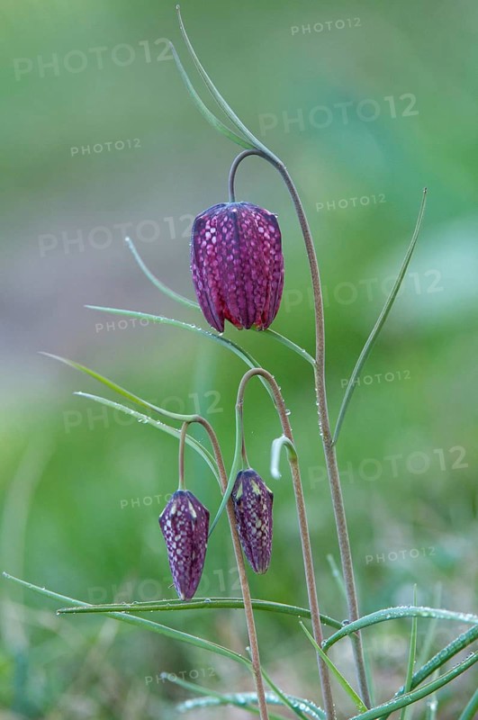 Fritillaria meleagris, lapwing egg, liliaceae, lily family, chess flower, checkerboard flower, snake's head, snake's head fritillary, flora, high size, vertical format, plants, plants