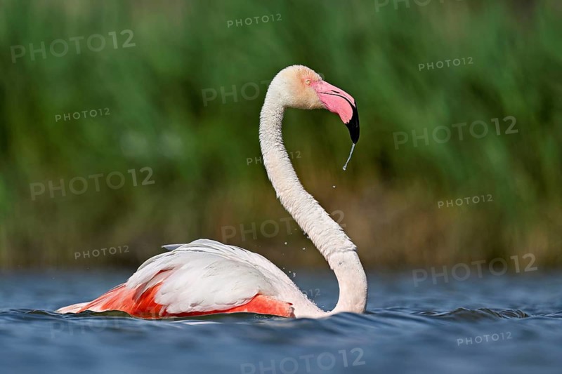 A greater flamingo (Phoenicopterus roseus) swimming in a pond, Camargue Regional Nature Park, southern France