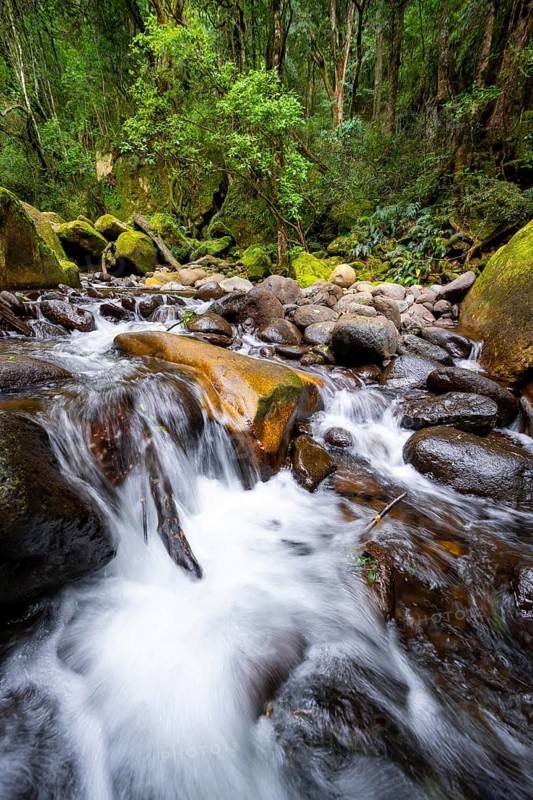 Mhlwazini River flows through thick forest, original mountain forest, Rainbow Gorge, Ukhahlamba-Drakensberg Park, KwaZulu-Natal, Drakensberg Mountains, South Africa