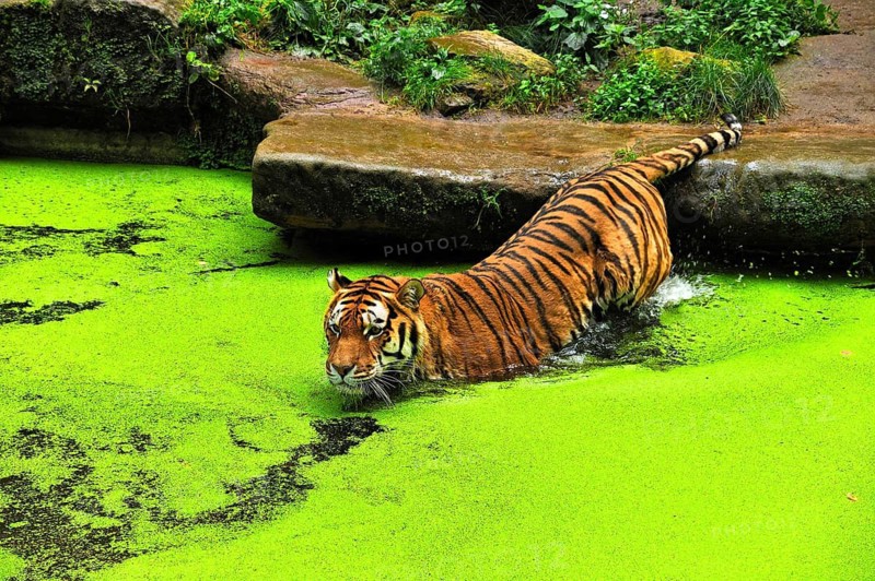 Siberian tiger (Panthera tigris altaica) in a moat covered with duckweed (Lemna minor), Nuremberg Zoo, Am Tiergarten 30, Nuremberg, Middle Franconia, Bavaria, Germany