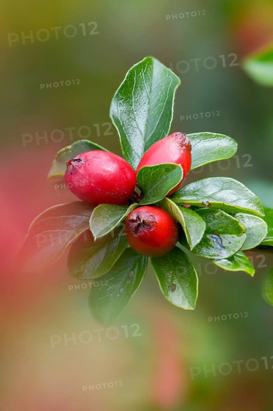 Berberidaceae, Cotoneaster Horizontalis, Medlar, Fan Cotoneaster, Neophyte, Wall Cotoneaster, Dwarf Cotoneaster, Flora, High Size, Portrait, Plants